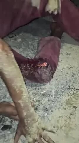 फुलौत में बजरंग बली के मंदिर के जस्ट आगे बाइक और भैंस में जोरदार टक्कर