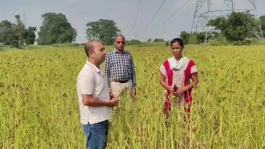 केरसई: सिमडेगा के अघरमा में महिला किसान ने कम पानी में मडुआ खेती से राज्य में पहचान बनाई