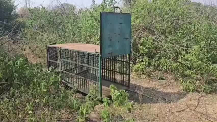भूपालसागर: भूपालसागर में पैंथर की दहशत, कानाखेड़ा-जाशमा के खेतों में जाने से डर रहे किसान