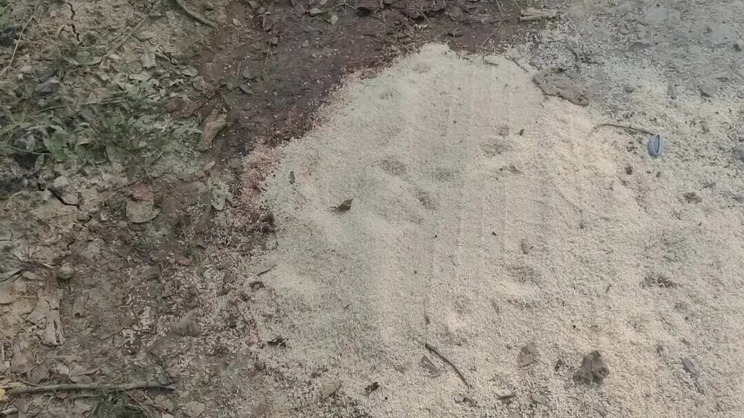 नोखा थाना धर्मपुरा पंचायत के रोपहथा गांव में एक महिला की दिन दहाड़े हुई हत्या