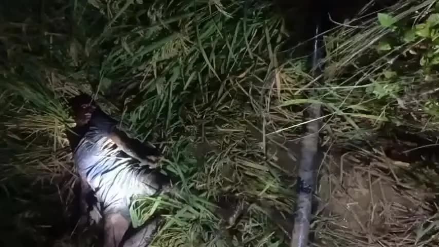 लोहरदगा: सिंचाई पाइप कटने पर गर्दन काटकर हत्या, बेटा-बेटी पर टांगी से हमला; आरोपी पिता-पुत्र ने थाने में किया आत्मसमर्पण