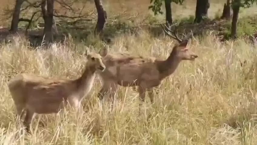 मंडला: कान्हा टाइगर रिजर्व में 51 नए शावकों का जन्म, आंकड़ा 1100 के पार पहुंचा