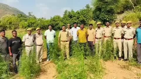 पिंडवाड़ा: रोहिड़ा पुलिस ने अवैध गांजे की खेती का पर्दाफाश किया, भारी मात्रा में गांजे के हरे पौधे बरामद, चार गिरफ्तार