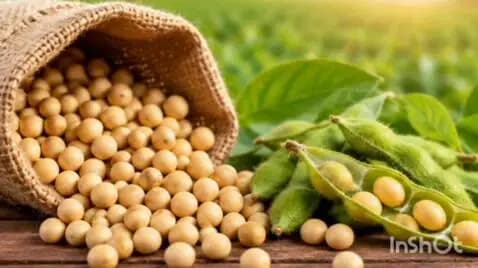 अनूपपुर: सोयाबीन पंजीयन की अंतिम तिथि 24 अक्टूबर तक बढ़ी