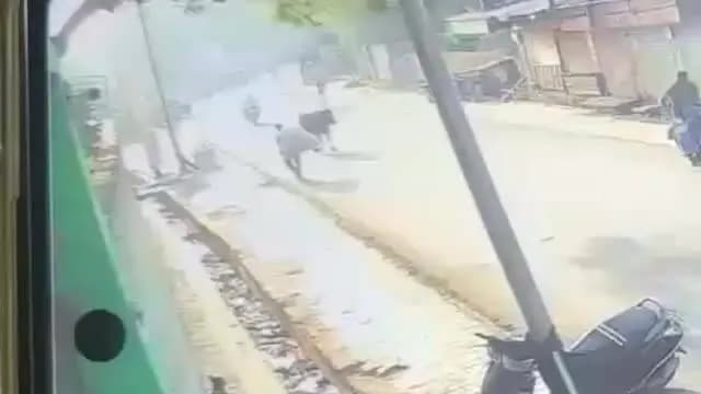 मथुरा: मानवता शर्मसार, नवीन पर दुधारू गाय को ईंट-पत्थरों से पीटकर कट्टीखाने में बेचने का आरोप सीसीटीवी में कैद