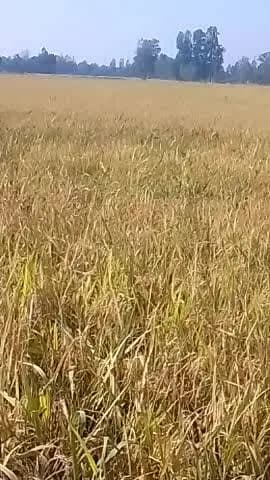 नवदिया धनेश में चोरों का आतंक धान की खड़ी फसल में चोरी की