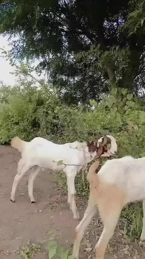 चोरी हो गया है यदि किसी कोभी दिखाई दे तो नंबर 9340102249