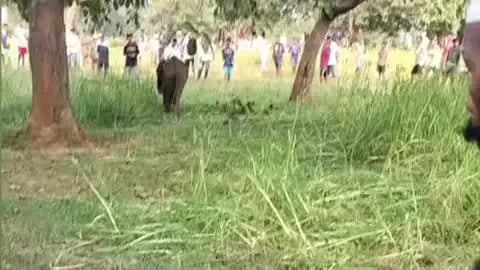 भरनो: मरासिली में झुंड से बिछड़े हाथी के बच्चे का सफल रेस्क्यू,बसिया वन विभाग कार्यालय पहुंचाया