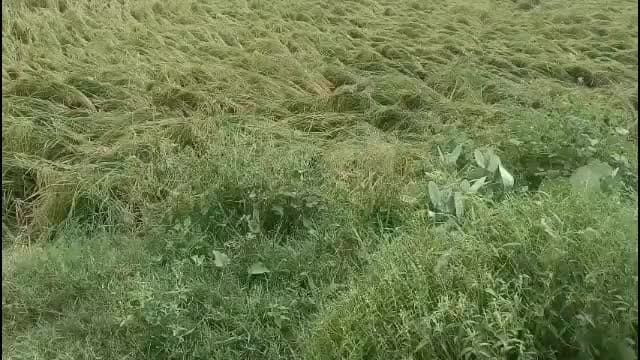 गोवर्धन: बेमौसम बारिश से बर्बाद हुई धान की फसल, किसानों ने जल्द मुआवजा दिलाने की की मांग