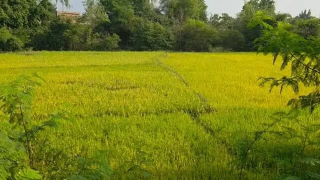 धान की जगह अन्य फसलों की खेती, किसानों को मिल रहा प्रोत्साहन!
मुख्यमंत्री श्री विष्णु देव साय के नेतृत्व में कृषक उन्नति योजना के तहत फसल विविधीकरण से किसानों को आय बढ़ाने के नए अवसर मिल रहे हैं। अदरक, गन्ना सहित अन्य फसलों की खेती अपनाकर किसान आर्थिक समृद्धि की ओर कदम बढ़ा रहे हैं।
#कृषक_उन्नति_योजना #फसल_विविधीकरण #किसान_कल्याण #ViksitChhattisgarh #CGGovernment Surguja
@chhattisgarhcmo @dpr.chhattisgarh