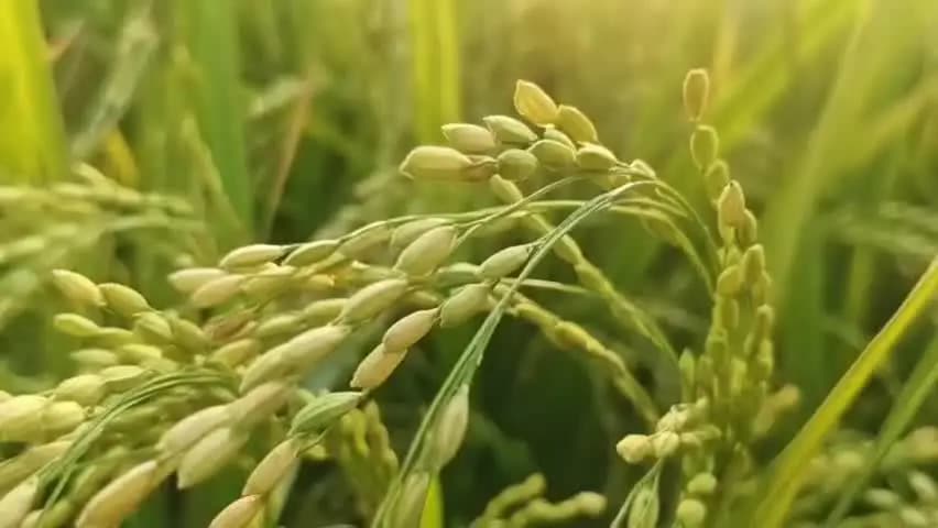 बालाघाट: वादा 3100 रुपये का, अब MSP के भी लाले! बालाघाट में दो साल में 3,730 किसान घटे, पंजीयन से हजारों वंचित
