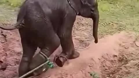 बसिया: झुंड से बिछड़े सावक को वन विभाग की टीम ने शुरहु जंगल में मिलाया