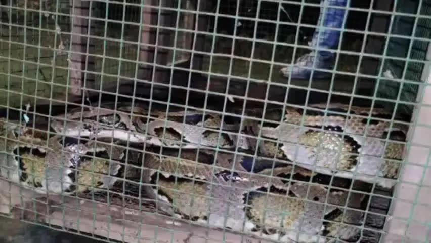 হলদিবাড়ি: বকশীগঞ্জে উদ্ধার প্রায় ১২ ফুটের বার্মিজ পাইথন