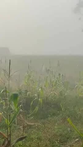सामरी कुसमी: कुसमी-सामरी पाठ के पहाड़ी इलाकों में बढ़ी ठंड, सुबह कोहरा छाने लगा