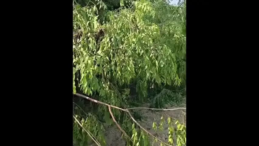 हैदरगढ़: हैदरगढ़ क्षेत्र में हरे-भरे पेड़ों पर वन माफियाओं की कुल्हाड़ी, एक सप्ताह में सैकड़ों पेड़ों की कटाई का आरोप