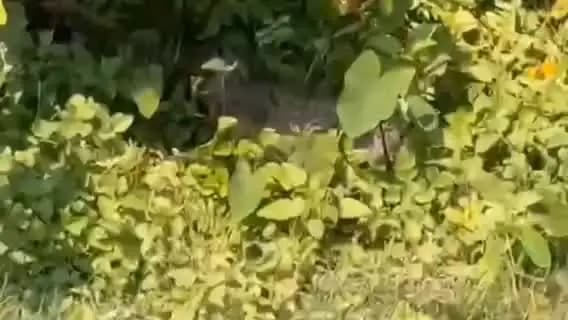 सीतापुर: गोरिया ग्राम पंचायत में तेंदुआ की सूचना पर हलकान हुआ वन विभाग, मौके पर मिले जंगली जानवर को किया रेस्क्यू, विभाग का दावा
