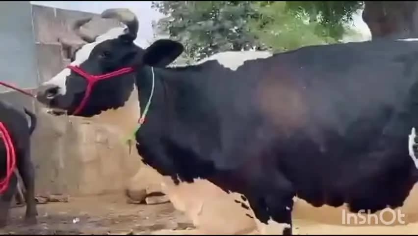 भूपालसागर: भूपालसागर पुलिस ने फलासिया खालसा में गाय और बछड़ा चोरी का खुलासा किया, 2 बदमाश गिरफ्तार, गाय और बछड़ा बरामद