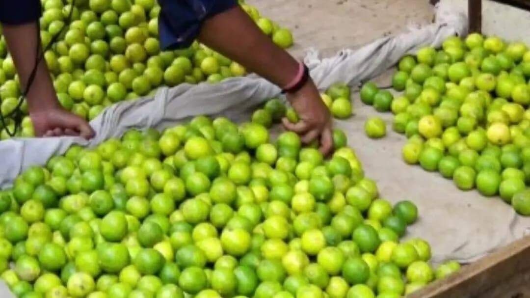 खरगौन: नवमी पर नींबू के दाम बढ़े, ₹25 का एक नींबू, ₹100 में सिर्फ 4 नग