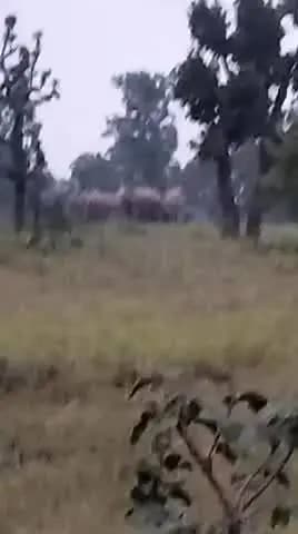 सूरजपुर: सूरजपुर जिले के बिहार पुर क्षेत्र में जंगली हाथी फसलों को जमकर नुकसान पहुँचा रहे हैं