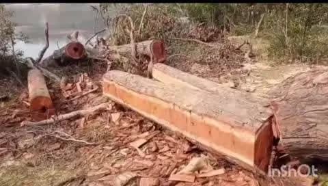 भैयाथान: सूरजपुर जिले के वन परिक्षेत्र बिहारपुर क्षेत्र के जंगलों में हो रही है अनधिकृत पेड़ों की कटाई