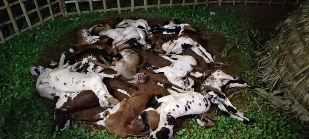 திருவாரூர்: தமிழகத்தில் தொடரும் மின்னல் விபத்து: ஆடுகள் பலி; இளைஞர் உயிரிழப்பு!
