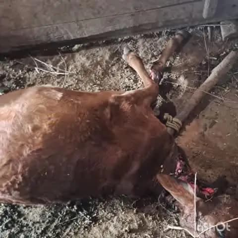 पारशिवनी: पारशिवनी तालुका तील वाघोड्या शेतातील कोठ्यात बिबट्याचा धुमाकूळ; जर्शी कारवळ ठार, पशुकोठ्यात घुसून बिबट्याचा हल्ला;