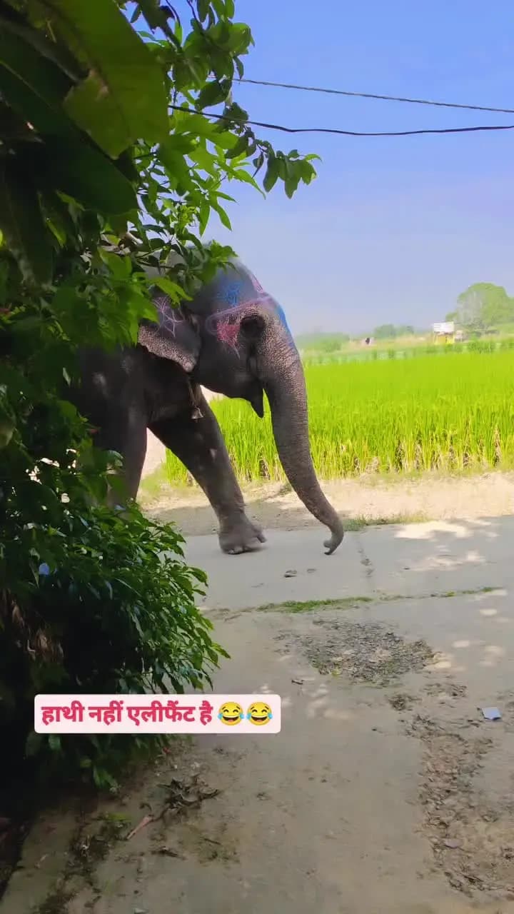 गांव में पहुंचा हाथी, बच्चे हुए खुश।