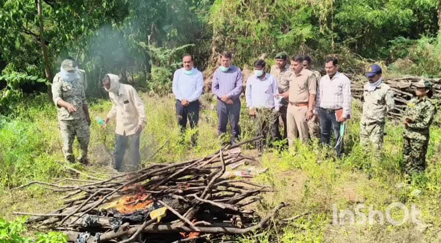 कैलारस: जंगल में मृत मिला मादा तेंदुआ, शिकार के साक्ष्य नहीं