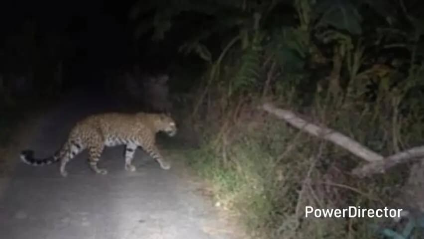 लालकुऑ: बिंदुखत्ता के गौला गेट क्षेत्र में गुलदार की दस्तक से ग्रामीणों में दहशत, पिंजरा लगाने की मांग की