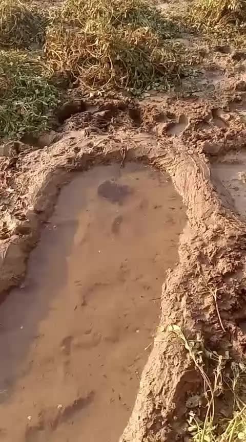 nal bali lane se pani fhel. nekekarn mungphali ka nuksan