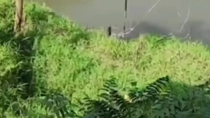 সাপেখাতী: বৰহাটত বন বিভাগৰ নিৰ্লিপ্ততাৰ অভিযোগ, দিচাং নদীত মাছ নিধনৰ প্ৰস্তুতিক লৈ উদ্বেগ বৃদ্ধি।