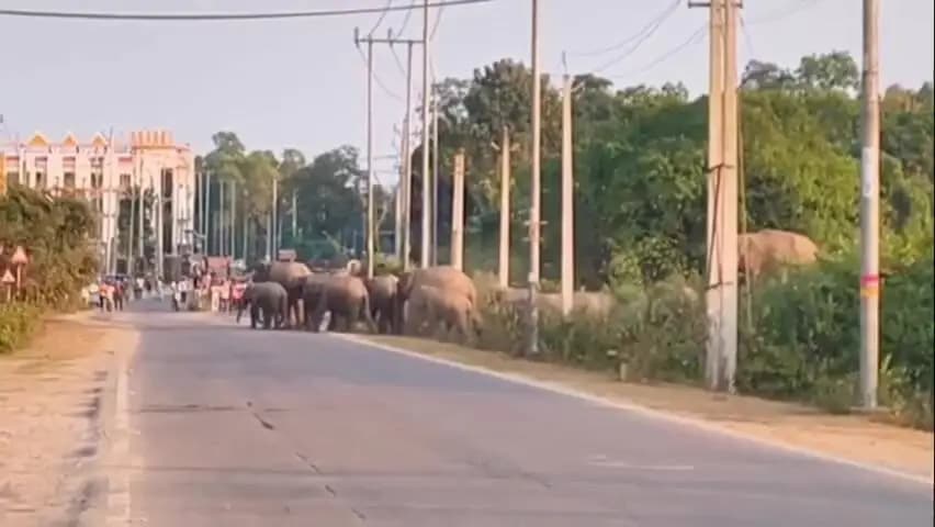 মাটিয়া: মৰনৈত বন্যহস্তীৰ উপদ্ৰবত আতংকিত ৰাইজ,দিনৰ পোহৰতে বন্যহস্তীৰ জাকে ৰাজপথ অৱৰোধ কৰে