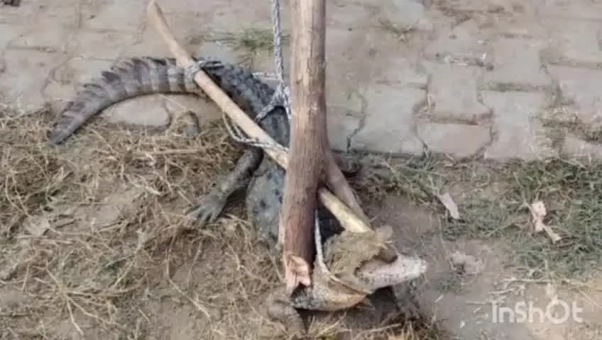 उरई: ग्राम जमरोही खुर्द में घर के अंदर घुसा मगरमच्छ, वन विभाग व पुलिस ने रेस्क्यू कर नदी में छोड़ा