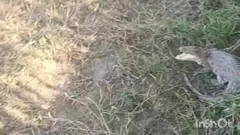 बिजनौर: बिजनौर के गांव चांदपुर नौआबाद में आबादी के नजदीक पहुंचा मगरमच्छ का बच्चा