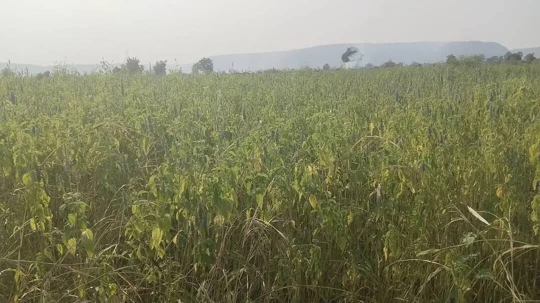 चिया सीड बोई गई थी बारिश में यह फसल अभी कितने दिन ले जाएगी जानकारी हो तो बताए आप।