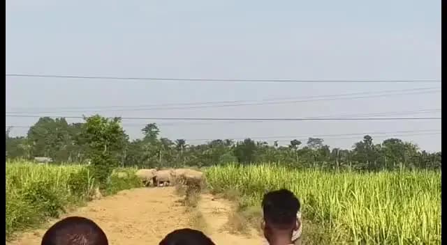 ডিফু: কাৰ্বি আংলঙৰ মাজ বস্তিত পুনৰ বনৰীয়া হাতীৰ বিচৰণক লৈ আতংকিত ৰাইজ