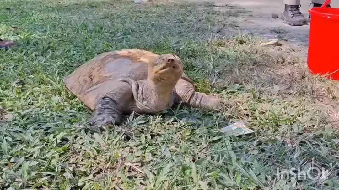 বিশ্বনাথ: বিহালীৰ সৌলমাৰিত বিৰল প্ৰজাতিৰ কাছ উদ্ধাৰ