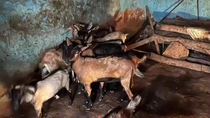 दुलदुला: बिहान और पीएम मुद्रा योजना से सविता रजक की जिंदगी में आया बदलाव, बकरी पालन से हर महीने ₹10 हजार की कमाई