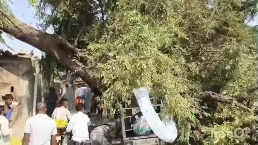 हरदोई: इमली की भारी डाल ई-रिक्शा पर गिरी, मची चीख-पुकार, हादसे में चालक समेत तीन घायल, दो की हालत गंभीर