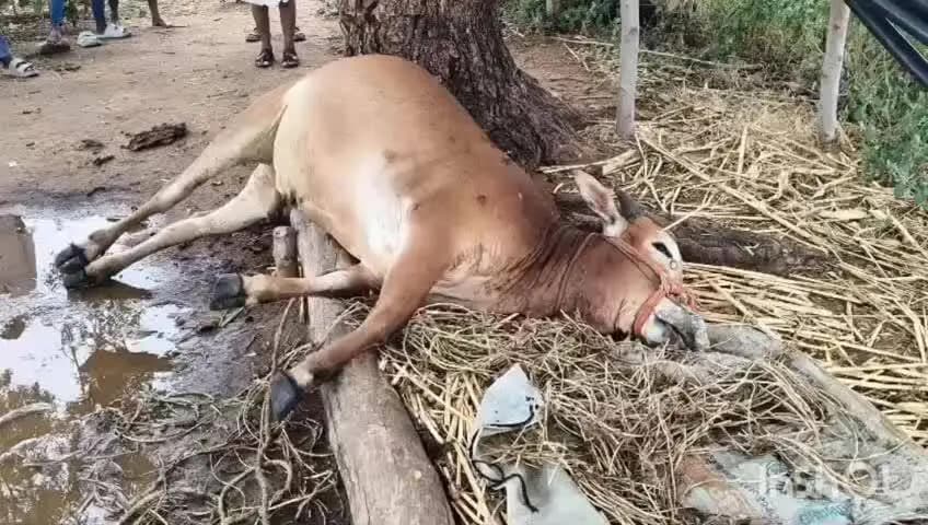 ಯಾದಗಿರಿ: ಸಿಡಿಲಿನ ಅಬ್ಬರಕ್ಕೆ ಹೋರಿ ಸಾವು, ಮಾಲೀಕ ಜಸ್ಟ್ ಮಿಸ್:ವರ್ಕನಳ್ಳಿಯಲ್ಲಿ ನಡೆದ ಘಟನೆ