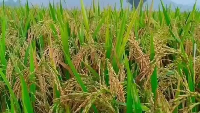 कैरो: कैरो समेत ग्रामीण क्षेत्रों में धान की कटाई शुरू, किसान महीनों की मेहनत समेटने में जुटे