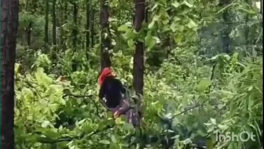 रायगढ़: SDM ने पेड़ों की अवैध कटाई को लेकर जारी किया नोटिस, दस्तावेज प्रस्तुत कर मांगा स्पष्टीकरण, संबलपुरी में पहुंची थी जांच टीम