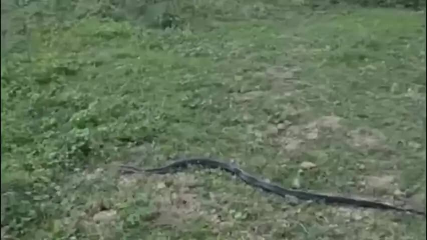 দেৰগাঁও: দেৰগাঁৱত বিশাল মুগী ফেঁটি সাপ উদ্ধাৰ, বন বিভাগৰ সহযোগত বনাঞ্চলত মুকলি কৰি প্ৰকৃতি সুৰক্ষাৰ বাৰ্তা উপ-পৌৰপতি শুভাংকৰ ঘোষৰ