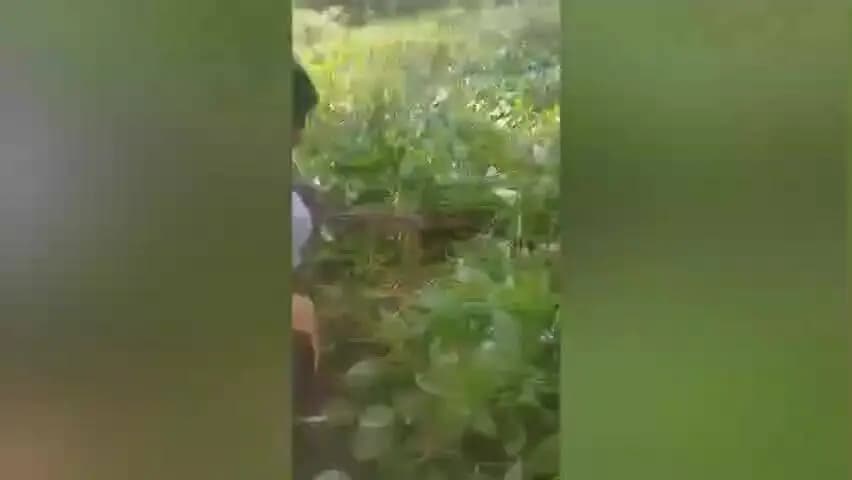 উত্তৰ লক্ষীমপুৰ: লখিমপুৰৰ পশ্চিম চান্দমাৰীত প্ৰকাণ্ড অজগৰ উদ্ধাৰ