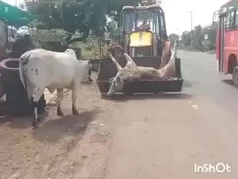 ಹುಮ್ನಾಬಾದ್: ಹಳ್ಳಿಖೇಡ್(ಕೆ) ದಲ್ಲಿ ಕಿನ್ನರಿ ಬ್ರಹ್ಮಯ್ಯ ದೇವಸ್ಥಾನದ ಗೂಳಿ ಸಾವು, ಧಾರ್ಮಿಕ ವಿಧಿ ವಿಧಾನದೊಂದಿಗೆ ಅಂತ ಸಂಸ್ಕಾರ ನಡೆಸಿದ ಗ್ರಾಮಸ್ಥರು