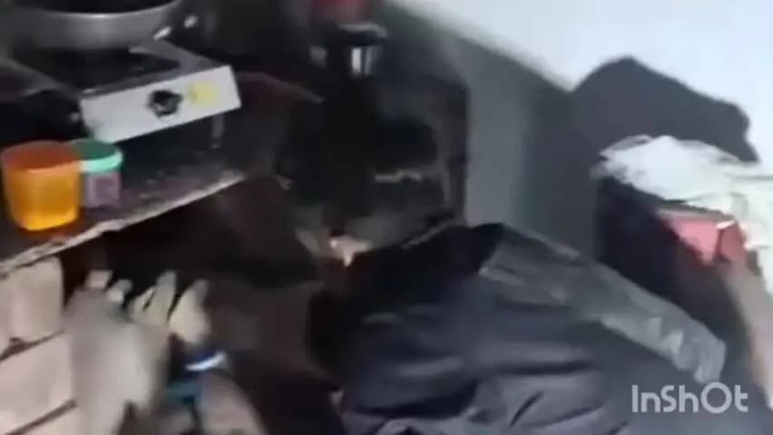 रायगढ़: कोसमनारा बाबा धाम के पास घर के किचन में दिखा भारतीय नाग, अजय सिंह ने रेस्क्यू कर जंगल में छोड़ा
