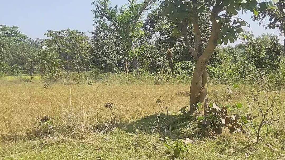 झारखंड में इतना बड़ा पैमाना में खेती होने के बाद भी महिलाएं बाहर क्यों जाती हैं? क्या बाहरी लोग विकास कर पाएंगे झारखंड