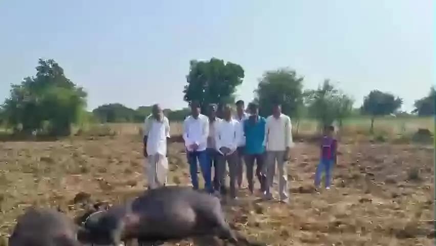 रायपुर: सेमली भवानी में 11 केवी लाइन के तार की चपेट में आने से 2 भैंसों की हुई मौत