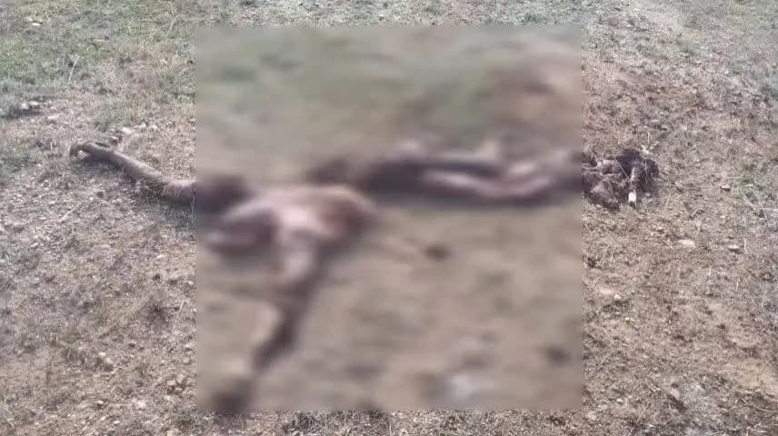 कामडारा: कामडारा में बौखलाए हाथियों के झुंड ने व्यक्ति को कुचलकर मार डाला, वन विभाग ने दी सहायता राशि