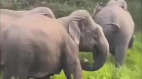 गुमला: हाथी के झुंड को भगाने निकले निकोलस तोपनो को हाथी ने कुचलकर मारा, सूंड़ में लपेटकर एक किमी दूर ले गया